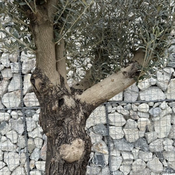 Gnarled Multistem Olive Tree XL J377 - 2C902EC7 EAFA 48F3 BA71 64D722E98438 scaled