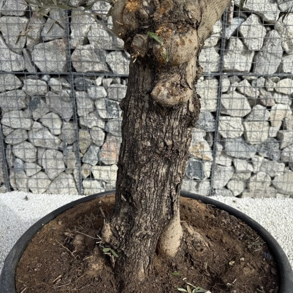 Gnarled Multistem Olive Tree XL J350 - Image 3