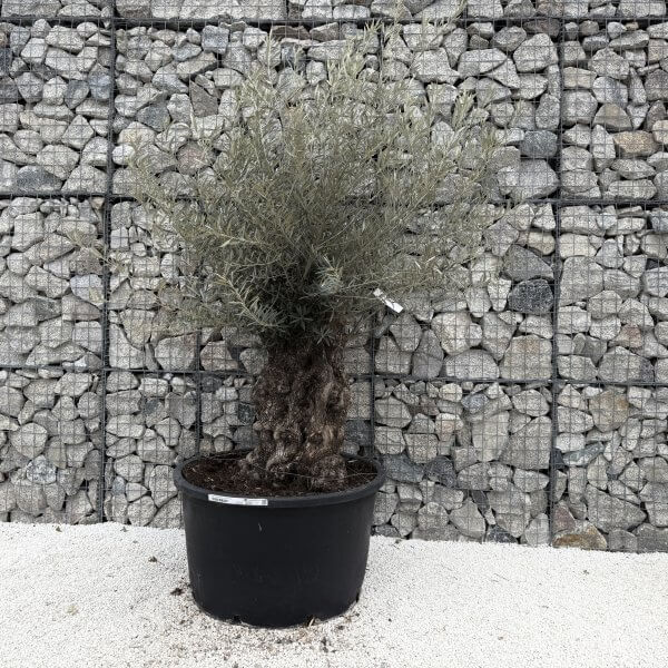 Gnarled Olive Tree XXL (Ancient) J470 - 2E5231C9 47E4 4F23 9479 A75EF830011E 1 201 a scaled