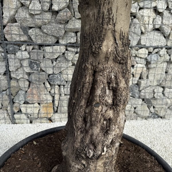 Gnarled Multistem Olive Tree XL J358 - 2F416E8A DE0D 4980 BCA0 B110CA218DDD 1 105 c