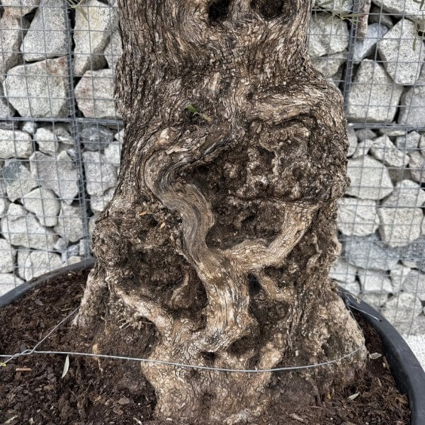 Gnarled Olive Tree XXL (Ancient) J452 - 2FA5FDE2 82FD 4733 84AF 64DEE4F80AF2 1 105 c