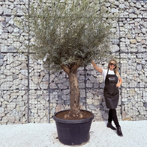 Gnarled Multistem Olive Tree XL J319 - 307B618D 3633 4A31 BF70 F335C334A2C6 1 105 c