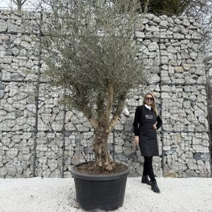 Gnarled Multistem Olive Tree XL J372