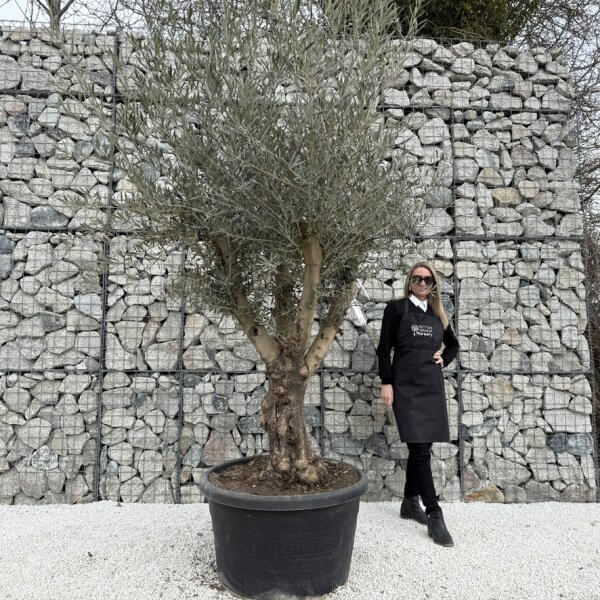 Gnarled Multistem Olive Tree XL J372 MT