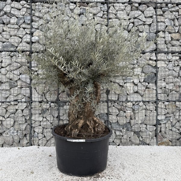 Gnarled Olive Tree XXL (Ancient) J457 - Image 2