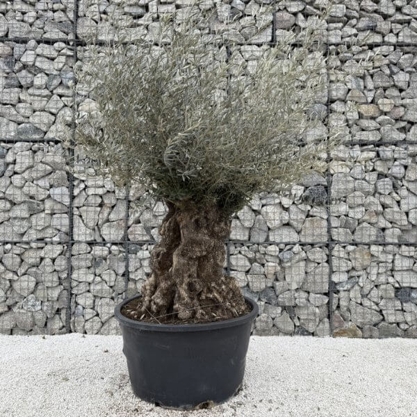 Gnarled Olive Tree XXL (Ancient) J438 - Image 2