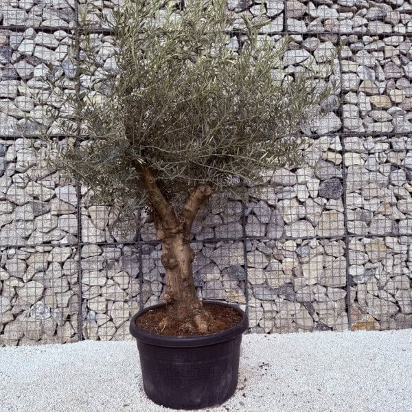 Gnarled Multistem Olive Tree XL J323 - 3450072E 2CCB 4914 9C14 4D27058D7FCE 1 105 c