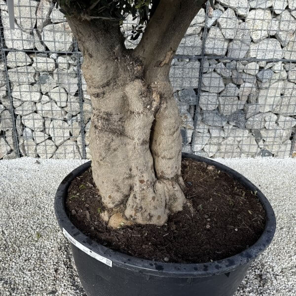 Gnarled Plateau Olive Tree XL J420 - 349892DF 5328 49DD 947F 41AF625827C1 scaled