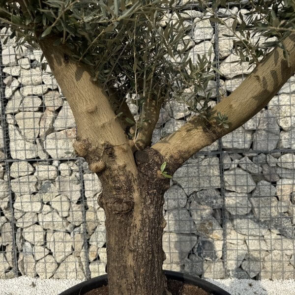 Gnarled Multistem Olive Tree XL J331 - 35E34326 9282 4B6A B440 7E6D5292BA7A scaled