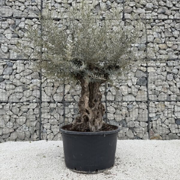 Gnarled Olive Tree XXL (Ancient) J437 - 35FEEFC7 9D21 4271 AAB6 4E0797E3CB2D 1 105 c