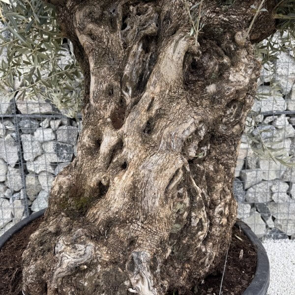 Gnarled Olive Tree XXL (Ancient) J446 - 36BBECA0 1DE5 4B9E 90F2 4BD9778BFCB8 1 105 c