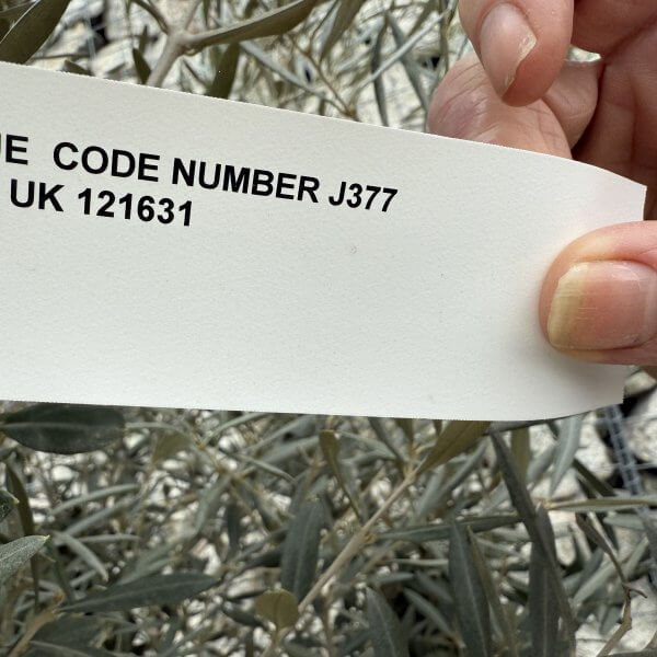 Gnarled Multistem Olive Tree XL J377 - 36BC75AC 53ED 4AE0 A406 33BB00D7D6C9 scaled