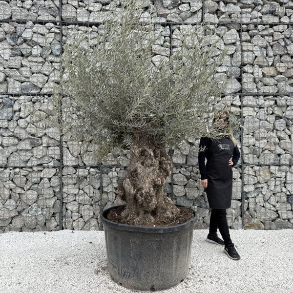 Gnarled Olive Tree XXL (Ancient) J434