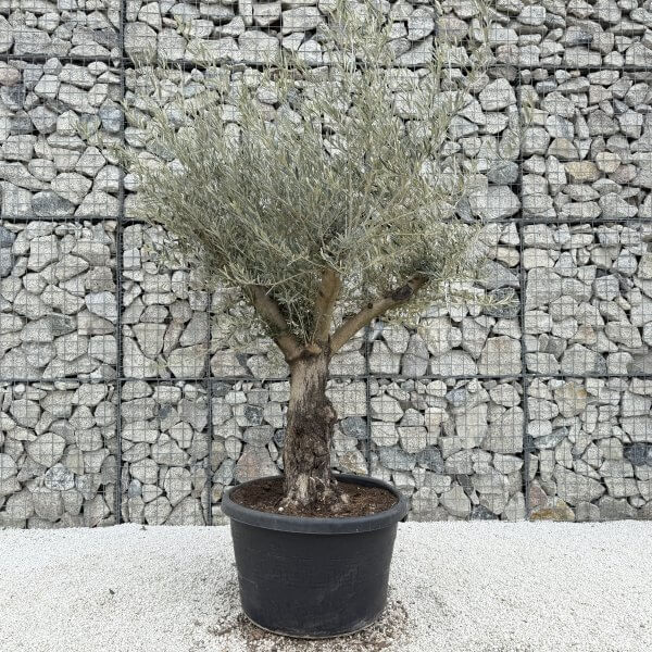 Gnarled Multistem Olive Tree XL J374 - 3B0841C2 50E3 4F8B 984F 54D0591D1C8D scaled
