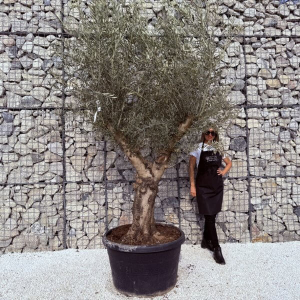 Gnarled Multistem Olive Tree XL J324 - 3C68F3CB 1E4B 40DE 8FCD B1E4B8CE6558 1 105 c