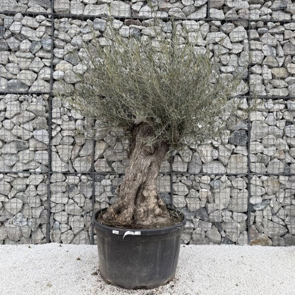 Gnarled Olive Tree XXL (Ancient) J465 - Image 2