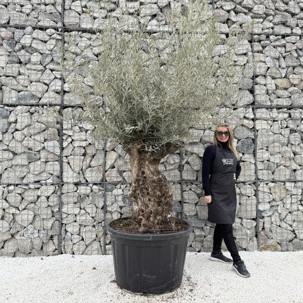 Gnarled Olive Tree XXL (Ancient) J463 - 3D473960 B790 45CE 8906 751B8E503B7A 1 scaled