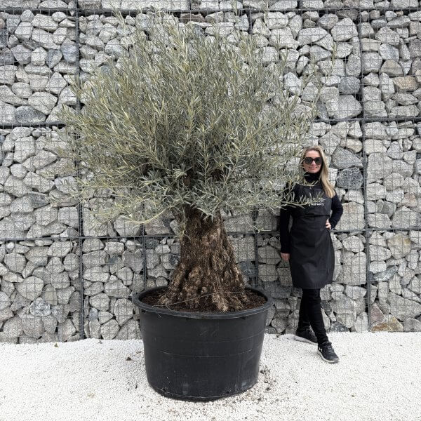 Gnarled Olive Tree XXL (Ancient) J474