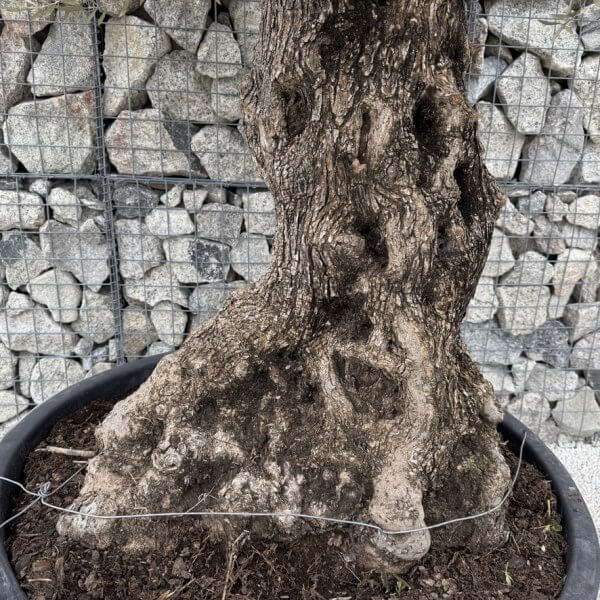 Gnarled Olive Tree XXL (Ancient) J454 - 3DC0D08E FBC3 4270 885B 69C9622A9556 1 105 c