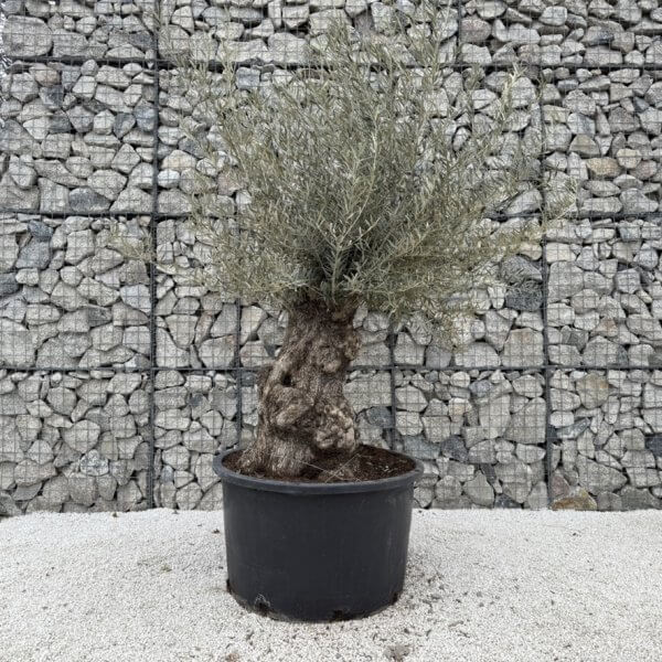 Gnarled Olive Tree XXL (Ancient) J439 - 3E67FF27 2BD9 46AD 9C37 D5B04B70E194 1 105 c