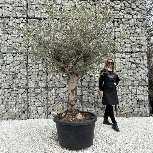 Gnarled Multistem Olive Tree XL J361 - 3EB5F2C0 B21A 44B2 9036 A278F132AF00 1 scaled