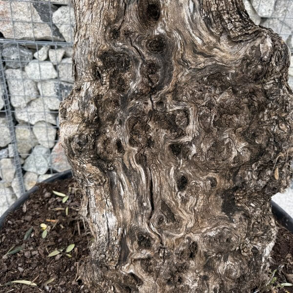 Gnarled Olive Tree XXL (Ancient) J463 - 3FCCE3B1 7D46 47CE B4F5 57FF9DC3B1B2 scaled