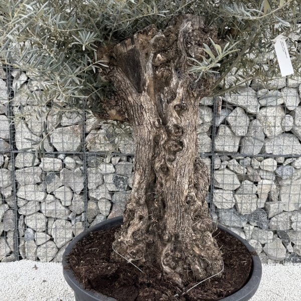 Gnarled Olive Tree XXL (Ancient) J472 - Image 3