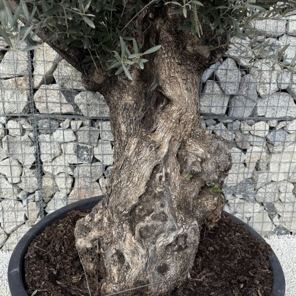Gnarled Olive Tree XXL (Ancient) J479 - 404E4AC9 4938 4F04 BC4B 0A6BF3291D46 scaled