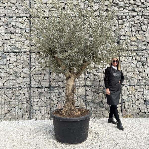 Gnarled Multistem Olive Tree XL J352 - 41299F58 0E1D 497F B6DB 3CF1792AA691 1 scaled