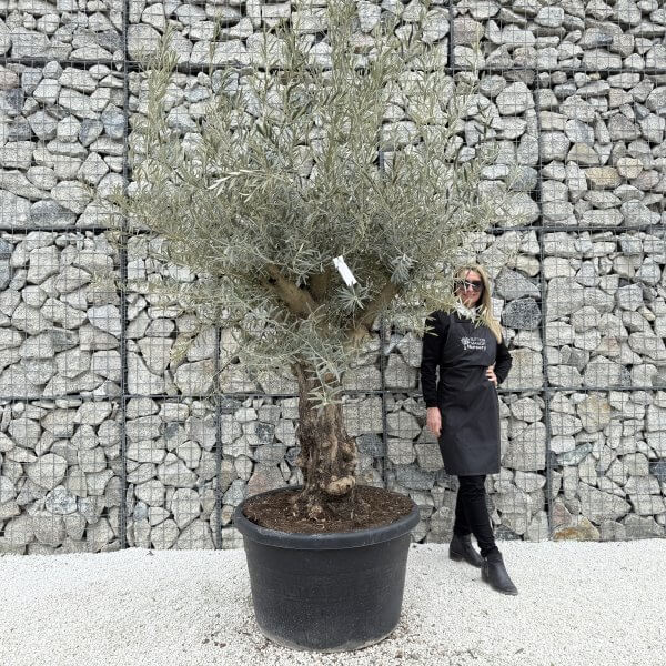 Gnarled Multistem Olive Tree XL J393 - 4165FB7F 1304 4599 8803 E44B3F4E6D21 1 scaled