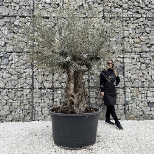Gnarled Olive Tree XXL (Ancient) J437 - 432247C2 4F68 4B17 91AD 21D5412B748B 1 105 c