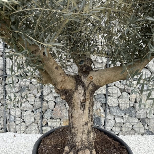 Gnarled Multistem Olive Tree XL J385 - 43F8A851 3643 4F68 BF3D 0398A06F3AAC 1 scaled