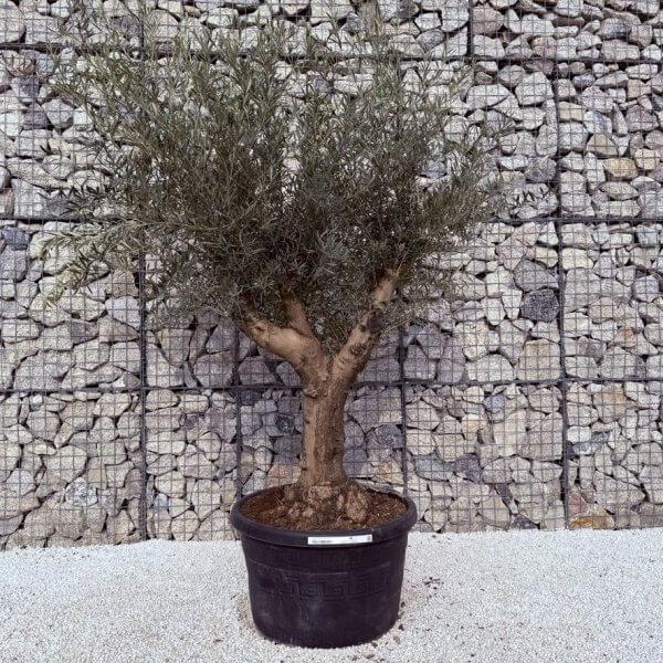 Gnarled Multistem Olive Tree XL J321 - 45B13074 BCC6 4D4B B2F9 096841574018 1 105 c