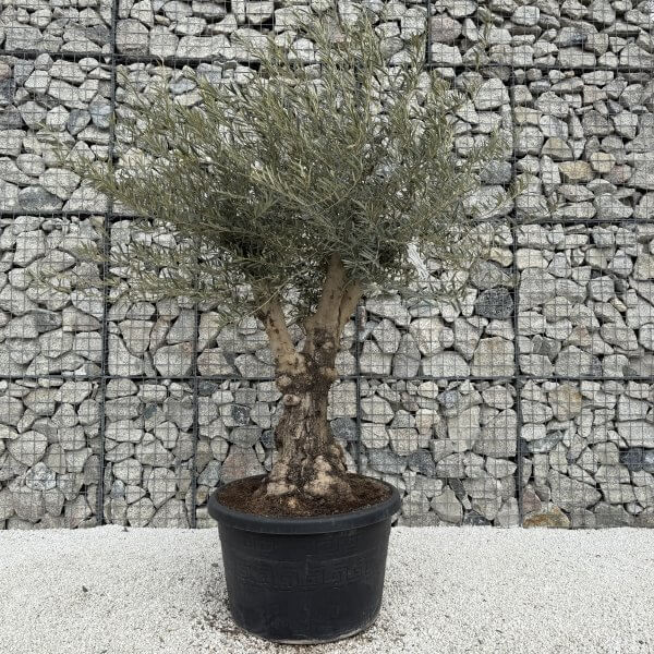Gnarled Multistem Olive Tree XL J366 - 45E1A1B2 1CA6 4814 88C2 39908035B7F5 scaled