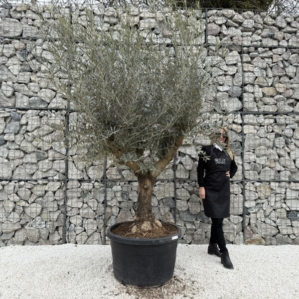 Gnarled Multistem Olive Tree XL J379