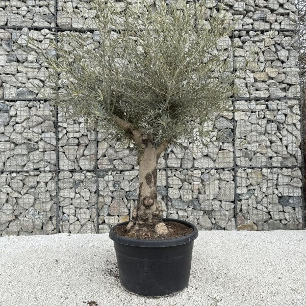 Gnarled Multistem Olive Tree XL J361 - 4793F9D6 1FE8 4E5A 803F 6DB3E7F385B1 scaled