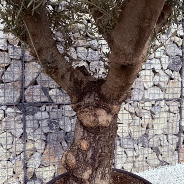 Gnarled Multistem Olive Tree XL J320 - 47CB4BFF B829 4B26 BCBA BDA21F869B9C 1 105 c