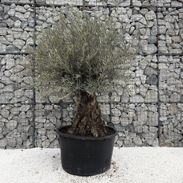 Gnarled Olive Tree XXL (Ancient) J474 - Image 2