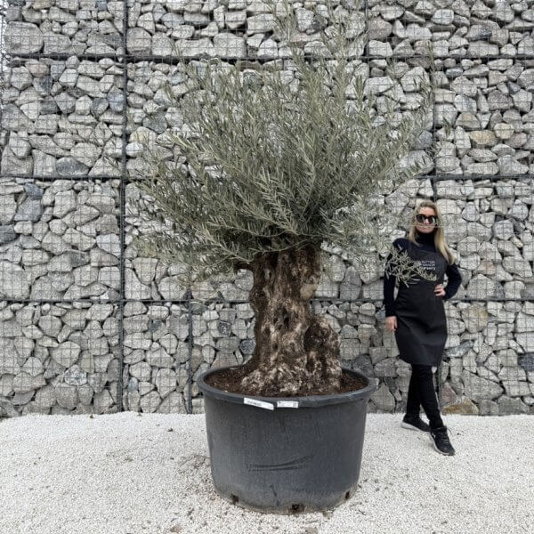 Gnarled Olive Tree XXL (Ancient) J440 - 48F4FB74 BBD6 40ED A03B 5930D6A6BE89 1 105 c