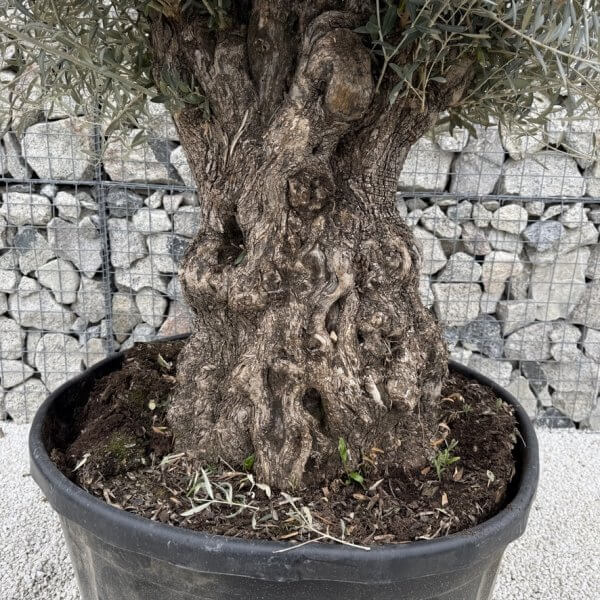 Gnarled Olive Tree XXL (Ancient) J445 - Image 3
