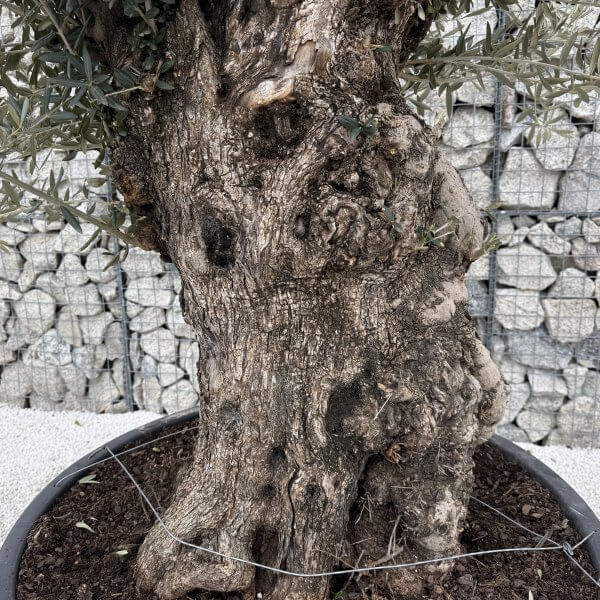 Gnarled Olive Tree XXL (Ancient) J442 - 49FBD2FC 648F 46CC 9A32 D5D83EF3A4C2 scaled