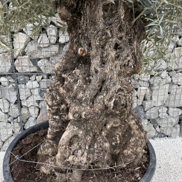 Gnarled Olive Tree XXL (Ancient) J453 - 4A2FE940 5974 4FC8 BD08 66C02F7E855B 1 105 c