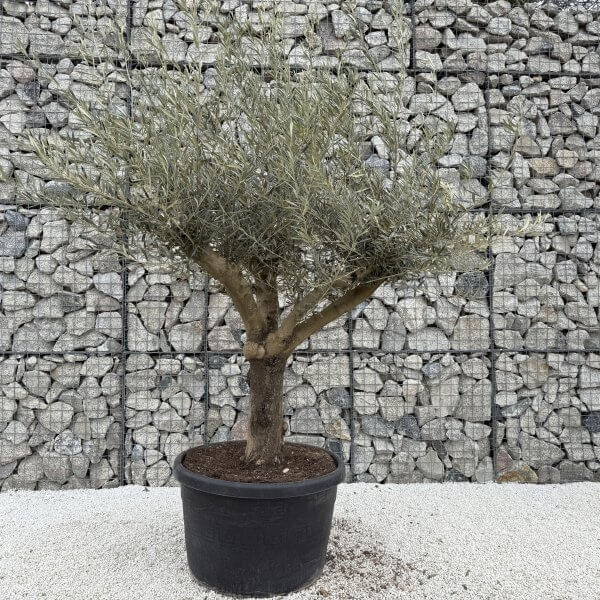 Gnarled Multistem Olive Tree XL J388 - Image 2