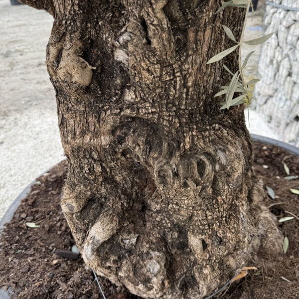 Gnarled Olive Tree XXL (Ancient) J456 - Image 3