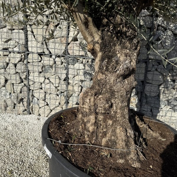 Gnarled Olive Tree XXL (Ancient) J426 - 4E0FC7A1 A59A 4E30 84FE 199D1E527C08 1 scaled