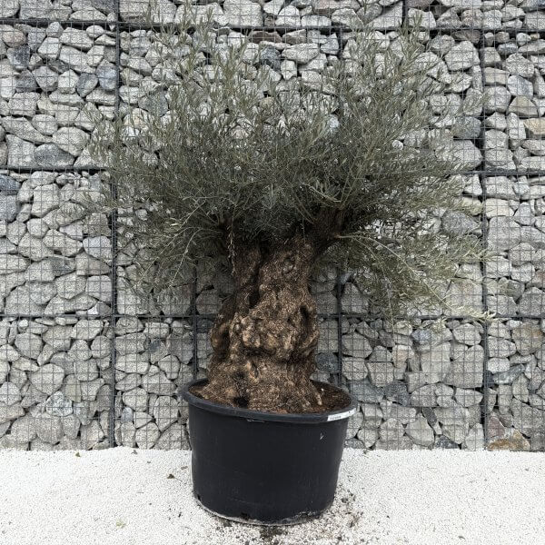 Gnarled Olive Tree XXL (Ancient) J477 - 4E767353 7ADC 4444 AE58 A8C0AF3C70EA 1 201 a scaled