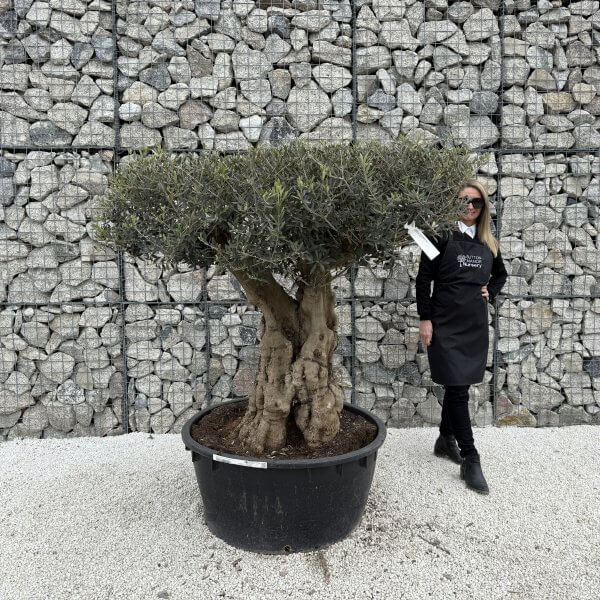 Gnarled Plateau Olive Tree XL J394 - 4FF9F7B9 3C0F 45C7 9732 895492F040CC scaled