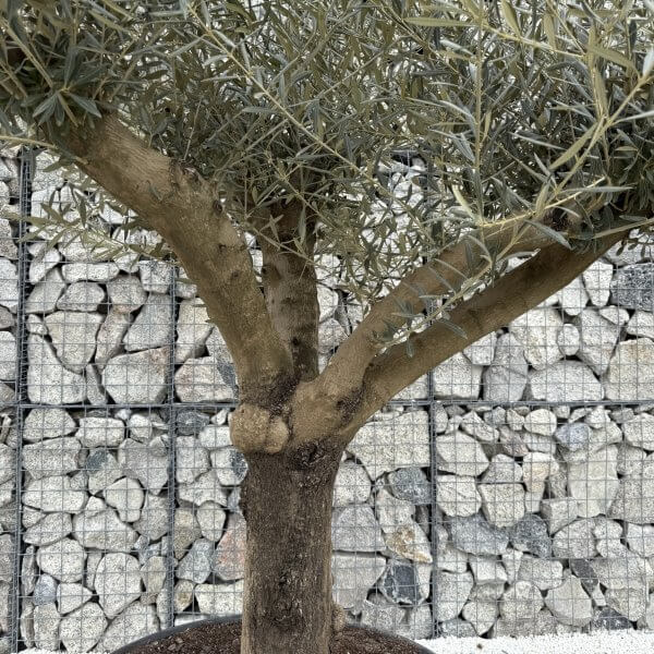 Gnarled Multistem Olive Tree XL J388 - Image 3