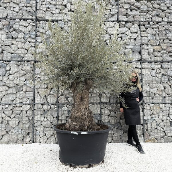 Gnarled Olive Tree XXL (Ancient) J444
