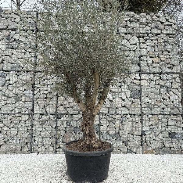 Gnarled Multistem Olive Tree XL J367 - 50B701F1 7C42 4E44 A407 B9C7FAC4506D scaled